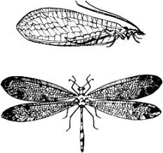 Attēlu rezultāti vaicājumam “Neuroptera”