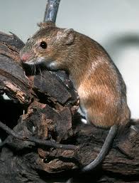 Attēlu rezultāti vaicājumam “Apodemus agrarius”