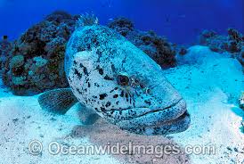 Image result for Epinephelus tukula