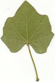 Attēlu rezultāti vaicājumam “Alcea rosea leaf”
