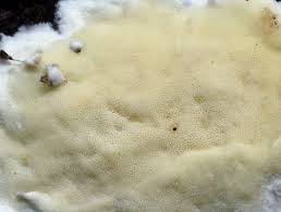 Attēlu rezultāti vaicājumam “Gloeoporus pannocinctus”