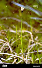 Attēlu rezultāti vaicājumam “Carex chordorrhiza”