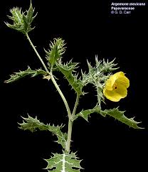 Attēlu rezultāti vaicājumam “Papaveraceae”