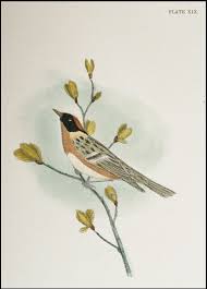 Image result for Dendroica castanea