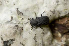 Attēlu rezultāti vaicājumam “Bolitophagus reticulatus”