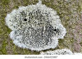 Attēlu rezultāti vaicājumam “Lecidella elaeochroma”