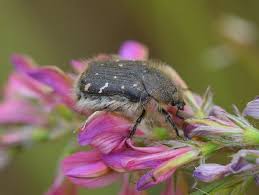Attēlu rezultāti vaicājumam “Oxythyrea funesta imago”