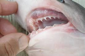 Image result for Hexanchus griseus