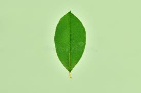 Attēlu rezultāti vaicājumam “Salix pentandra leaf”