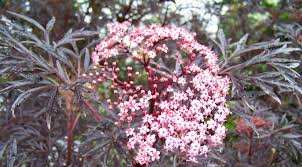 Attēlu rezultāti vaicājumam “Sambucus”