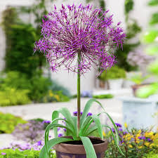 Image result for Zierlauch