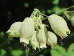 Attēlu rezultāti vaicājumam “Silene wolgensis”