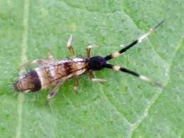 Attēlu rezultāti vaicājumam “Orchesella sp.”