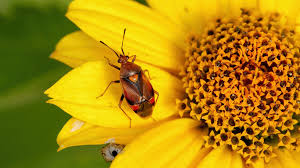 Attēlu rezultāti vaicājumam “Alloeotomus sp.”