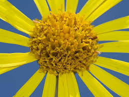 Attēlu rezultāti vaicājumam “Jacobaea paludosa”