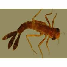 Attēlu rezultāti vaicājumam “Coenagrionidae”