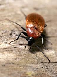 Attēlu rezultāti vaicājumam “Pseudocistela ceramboides”