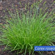 Attēlu rezultāti vaicājumam “Carex cespitosa flower”