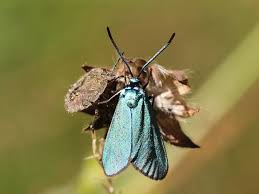 Attēlu rezultāti vaicājumam “Adscita statices”