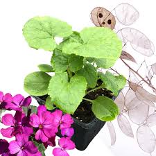 Image result for Lunaria annua