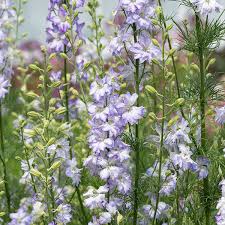 Image result for Delphinium consolida