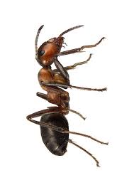 Attēlu rezultāti vaicājumam “Formica rufa imago”