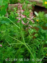 Image result for Fumaria officinalis