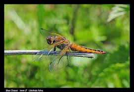 Attēlu rezultāti vaicājumam “Libellula fulva male”