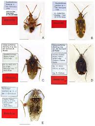 Attēlu rezultāti vaicājumam “Miridae”