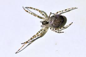 Attēlu rezultāti vaicājumam “Metellina merianae”