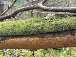 Attēlu rezultāti vaicājumam “Phlebia serialis”