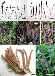 Attēlu rezultāti vaicājumam “Clavaria fumosa”