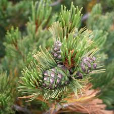 Attēlu rezultāti vaicājumam “Pinus pumila”