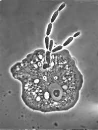 Attēlu rezultāti vaicājumam “Orbilia sp.”