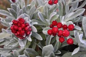 Image result for Helichrysum lindleyii