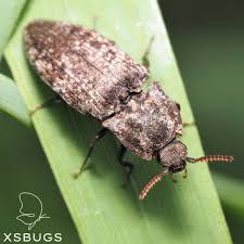 Attēlu rezultāti vaicājumam “Agrypnus murinus”