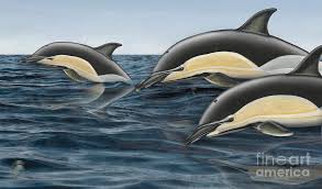 Image result for Delphinus delphis