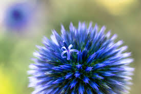 Image result for Blaudistel