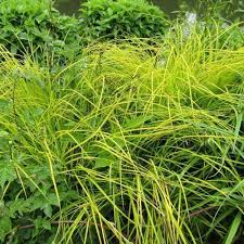 Attēlu rezultāti vaicājumam “Carex elata”