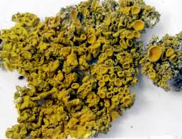 Attēlu rezultāti vaicājumam “Xanthoria candelaria”