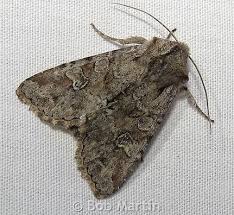 Attēlu rezultāti vaicājumam “Apamea sordens”