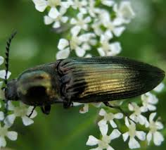 Attēlu rezultāti vaicājumam “Ctenicera pectinicornis”