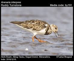 Attēlu rezultāti vaicājumam “Arenaria interpres”