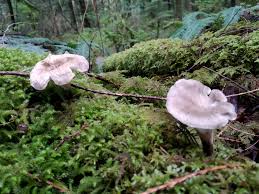 Attēlu rezultāti vaicājumam “Polyporus varius”