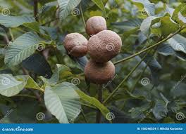 Attēlu rezultāti vaicājumam “Aesculus flava fruit”