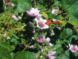 Image result for Malva sylvestris 'Zebrina'