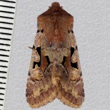 Attēlu rezultāti vaicājumam “Orthosia gothica”