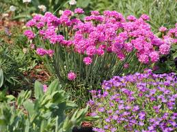 Image result for Aubrieta hybrida (cultorum)