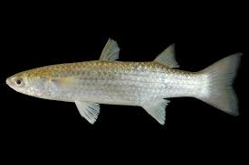 Image result for Mugil liza