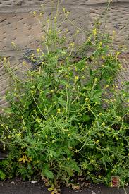 Attēlu rezultāti vaicājumam “Sisymbrium volgense flower”